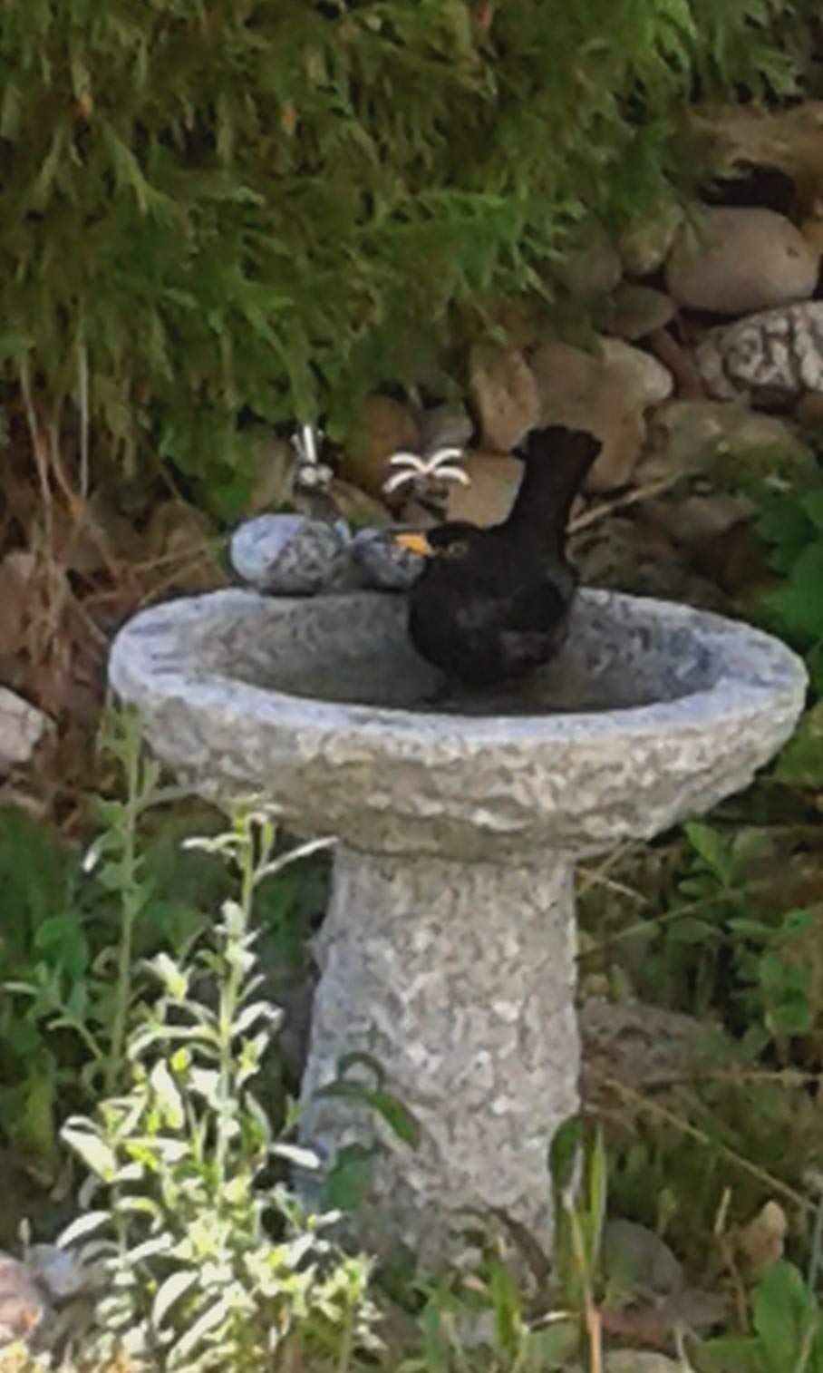 Vogelbad aus Granit (mit 3 Vögele am Rand sitzend)