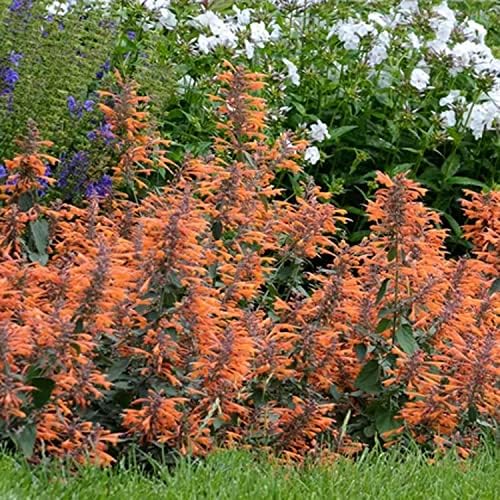 Miniatura 2 de Outsidepride Semillas de hisopo mexicano de albaricoque Sprite para plantar, 100 piezas de semillas de jardín de hierbas perennes con flores