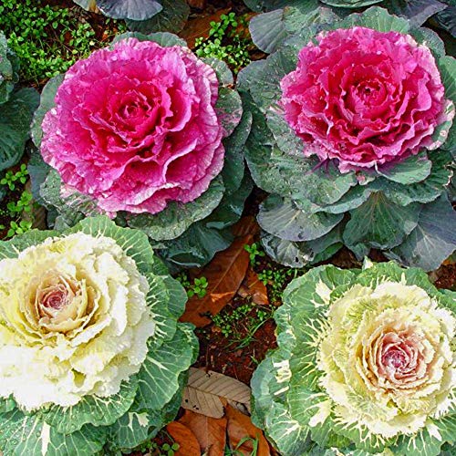 Cavolo ornamentale Colori misti Brassica Oleracea Cavolo ornamentale Ornamentali Brassiche Semi 30+ Pianta biologica Fiore per Bonsai Giardino domestico Piante Piantare