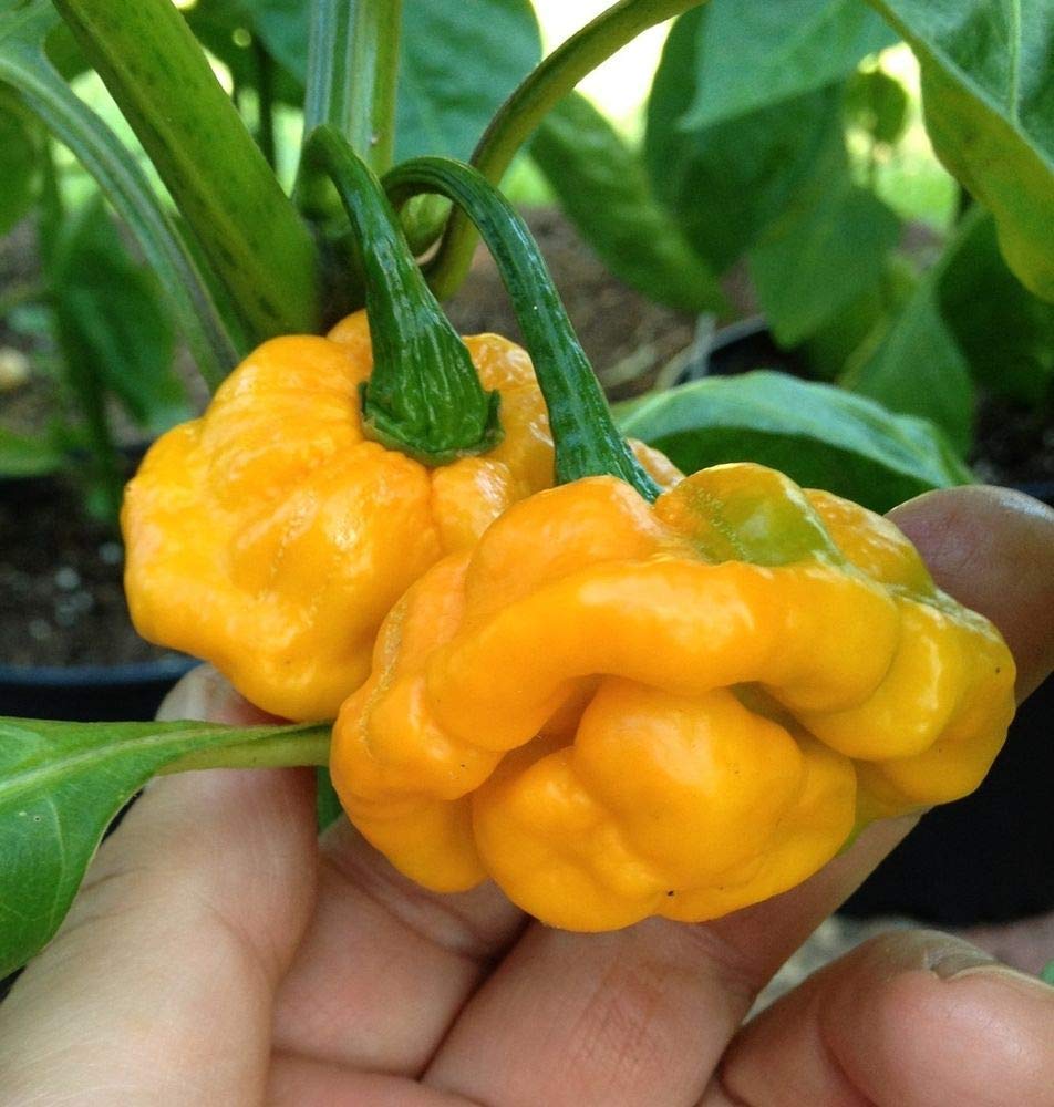 Golden Hills Farm Scotch Bonnet Yellow Chili Pepper Seeds; Exotic Chilli Vegetable Seeds -100 seeds (B07P3L2TQR) Amazon Price History, Amazon Price Tracker