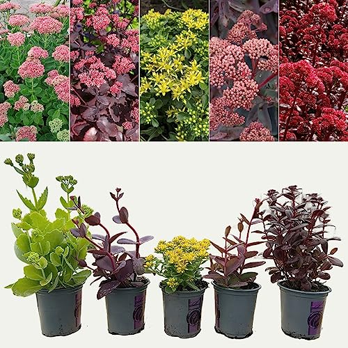 Sedum 'Stonecrop' Plant Mix - 9cm Pots - Ready to Plant - Summer to Autumn Flowering - Deciduous Perennials (6 Plants) Sedum 'Stonecrop' Plant Mix - 9cm Pots - Ready to Plant - Summer to Autumn Flowering - Deciduous Perennials (6 Plants)