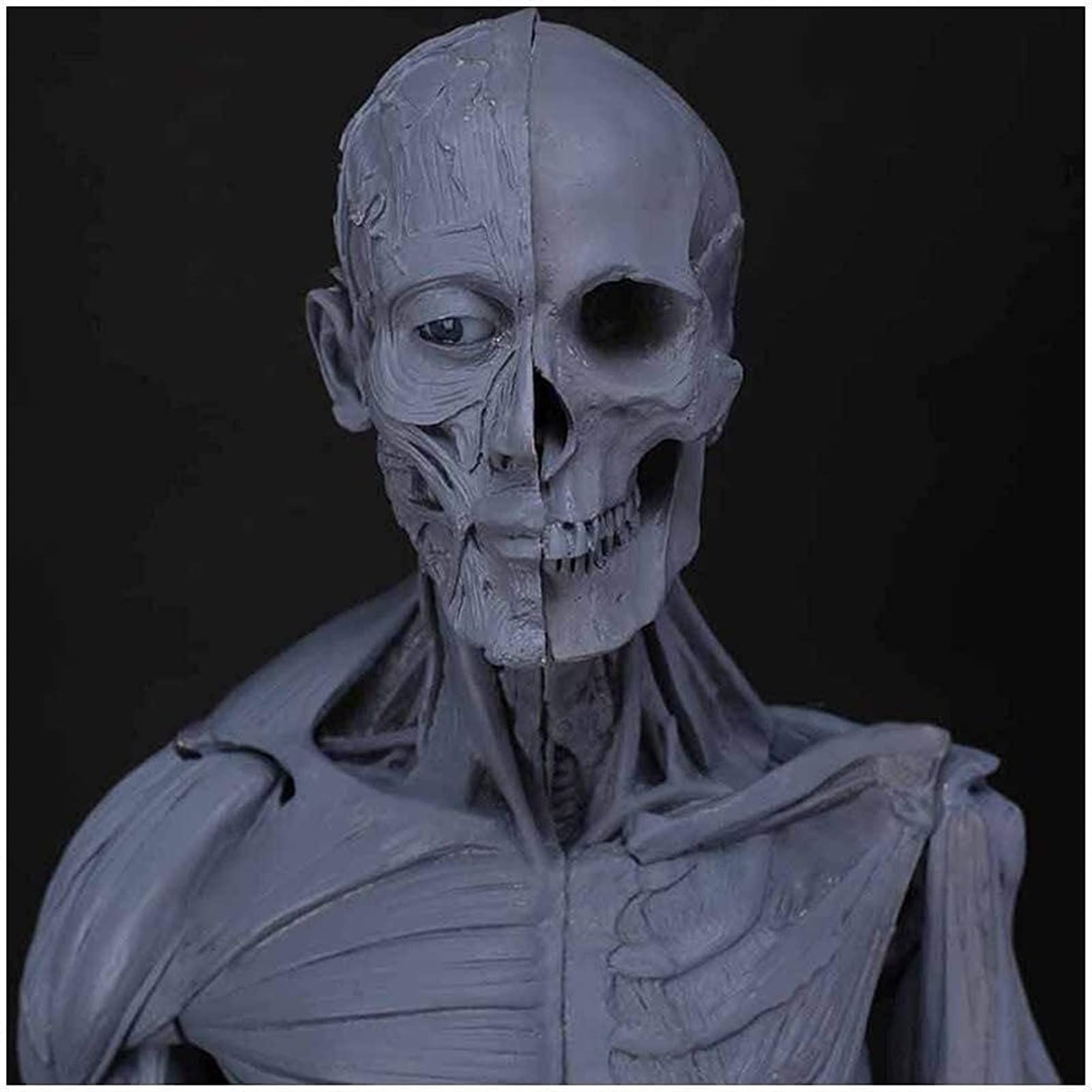 Figura Anatomica Femminile E Maschile Corpo Umano Modello Anatomico Muscoloscheletrico Umano Anatomico Muscolare Modell
