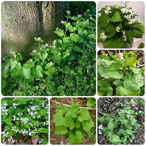 Semillas de mostaza y ajo, Alliaria petiolata, son perennes resistentes culinarias 250pcs