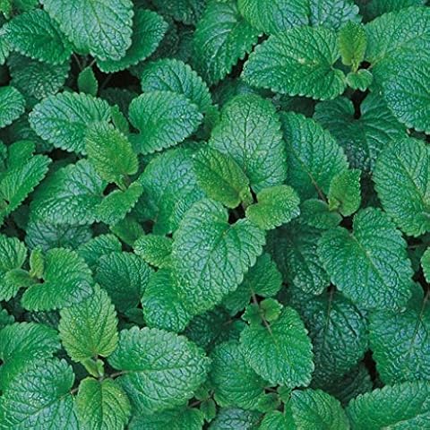 Suffolk Herbs - Balm, Lemon Seeds Cover