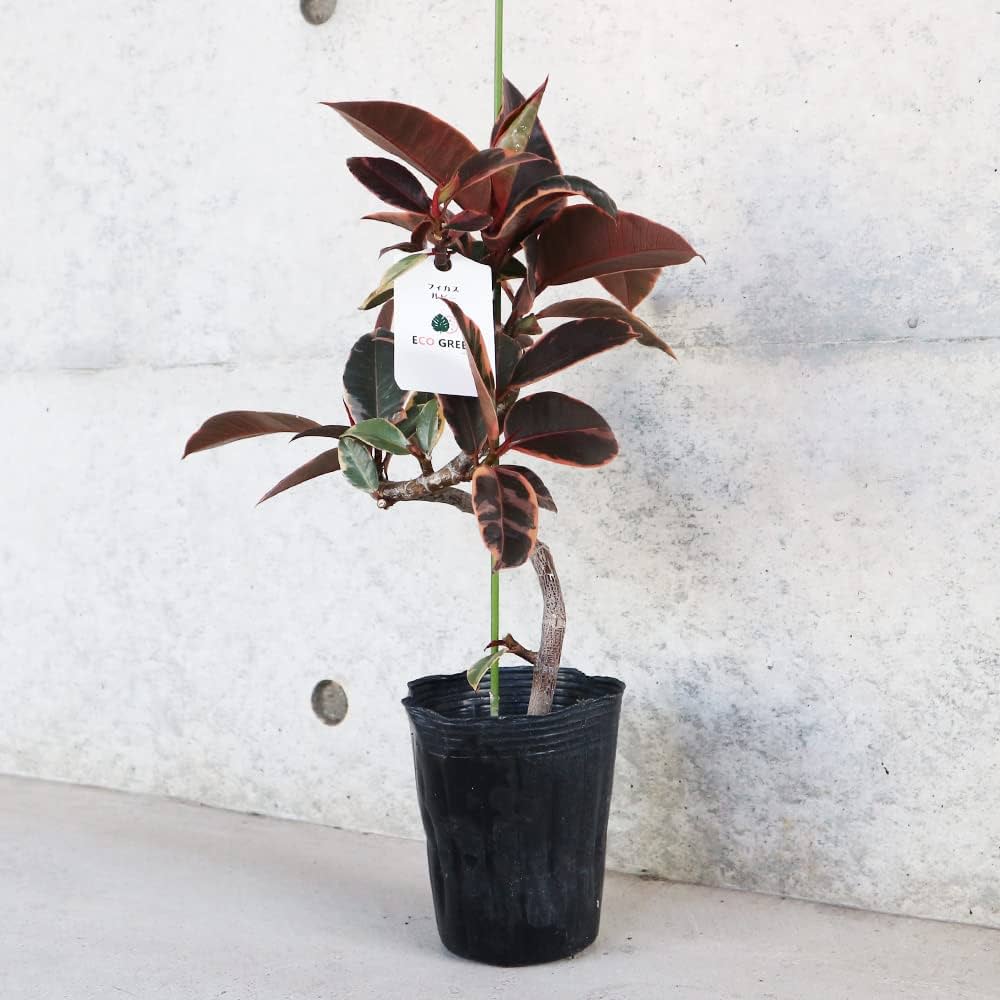 Amazon｜フィカス・ルビー 4号 曲がり仕立て【品種で選べる観葉植物