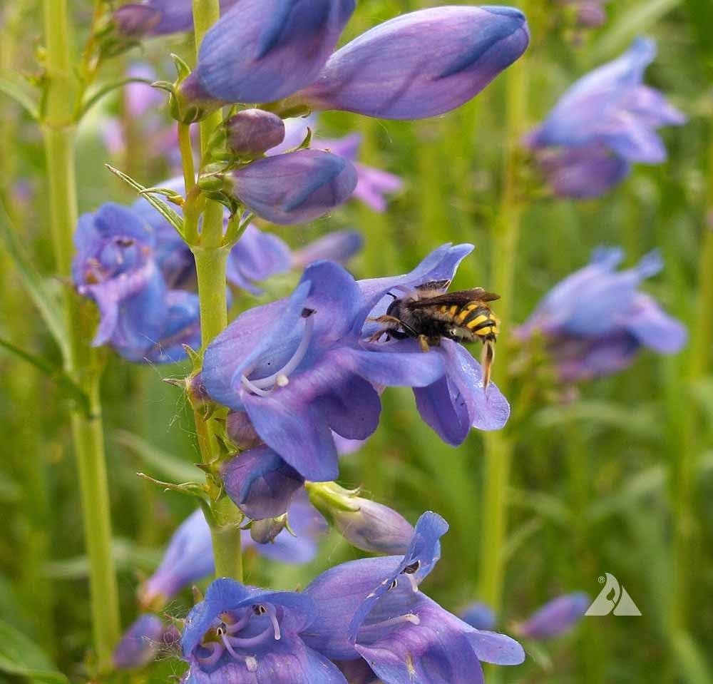 Amazon.com : 7500 Rocky Mountian Penstemon Seeds for Planting 7