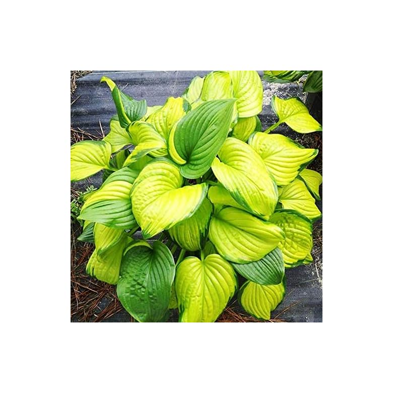 Stained Glass Hosta