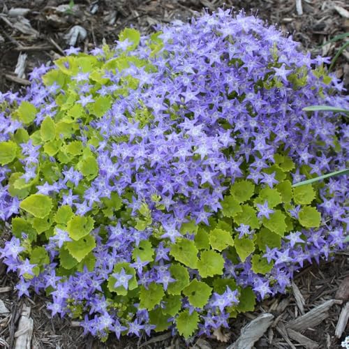 semi resistenti di campanula da balcone perenni resistenti campanula decorativi al balcone tappezzante biologici 400pcs
