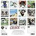 Crusoe the Celebrity Dachshund 2020 Wall Calendar Calendar