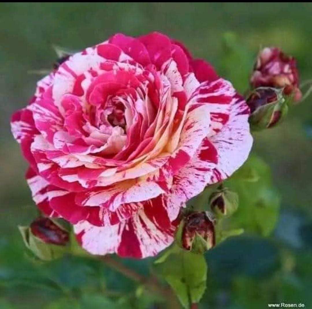 See full amazon price history chart for Rainbow Rose Tree Plant Original (1 live plant) Hot Cilmate Multi Colour Rose Flower Tree Plant Hybrid Grafted All Time Sweet Colour Rose tree Plant Rainbow Rose Tree Plant Original (1 live plant) Hot Cilmate Multi Colour Rose Flower Tree Plant Hybrid Grafted All Time Sweet Colour Rose tree Plant (B0CSBWVP72) Amazon Price History, Amazon Price Tracker