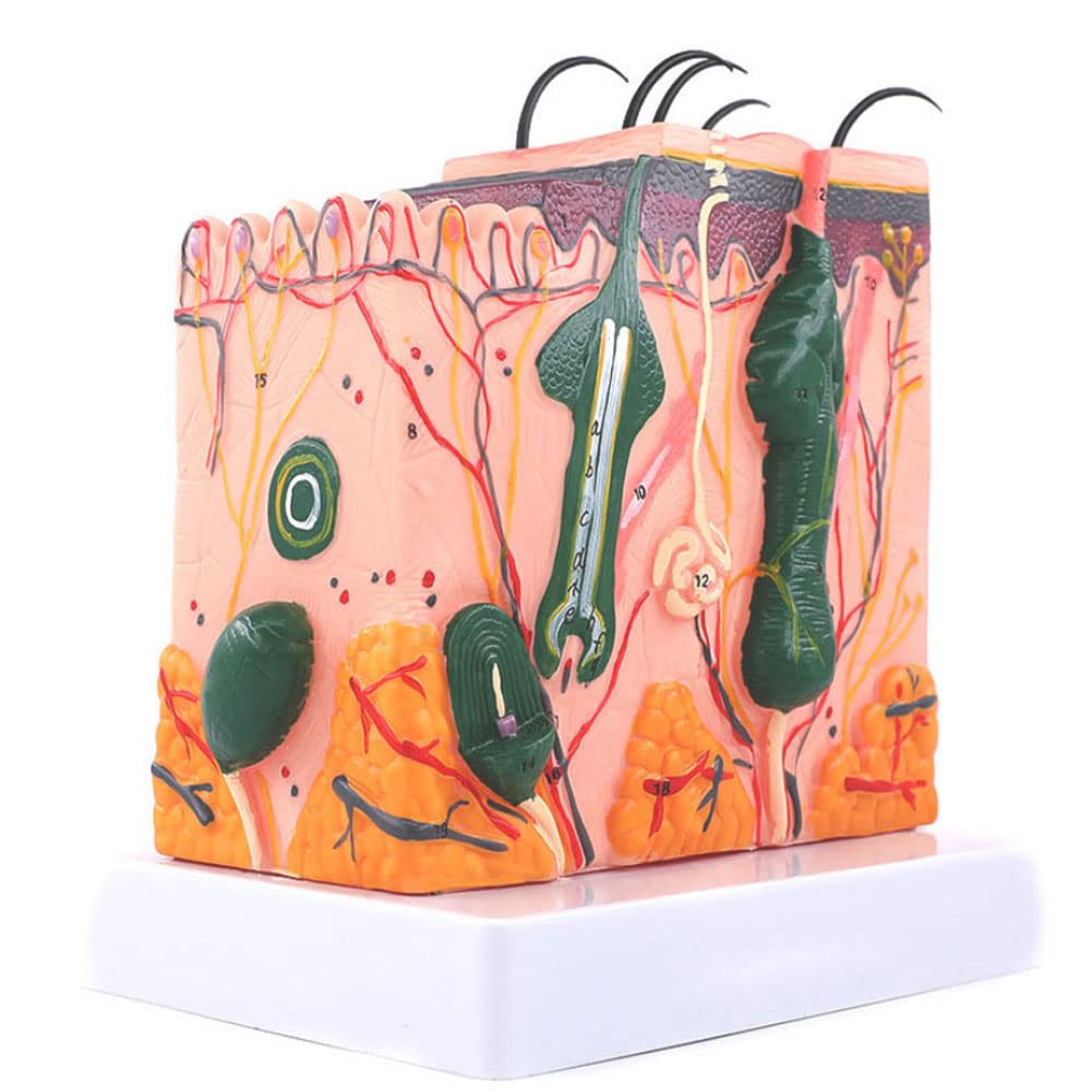 BEAGHTY Human Skin Anatomy Model, 35/50/70 Times Human Big Anatomical