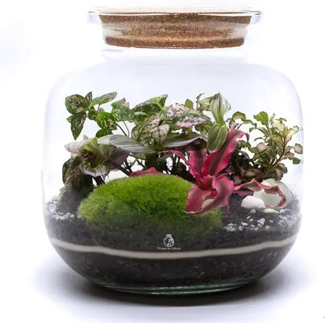 Large DIY Biorb Terrarium Kit with 4 Live Plants & Moss (25cm)