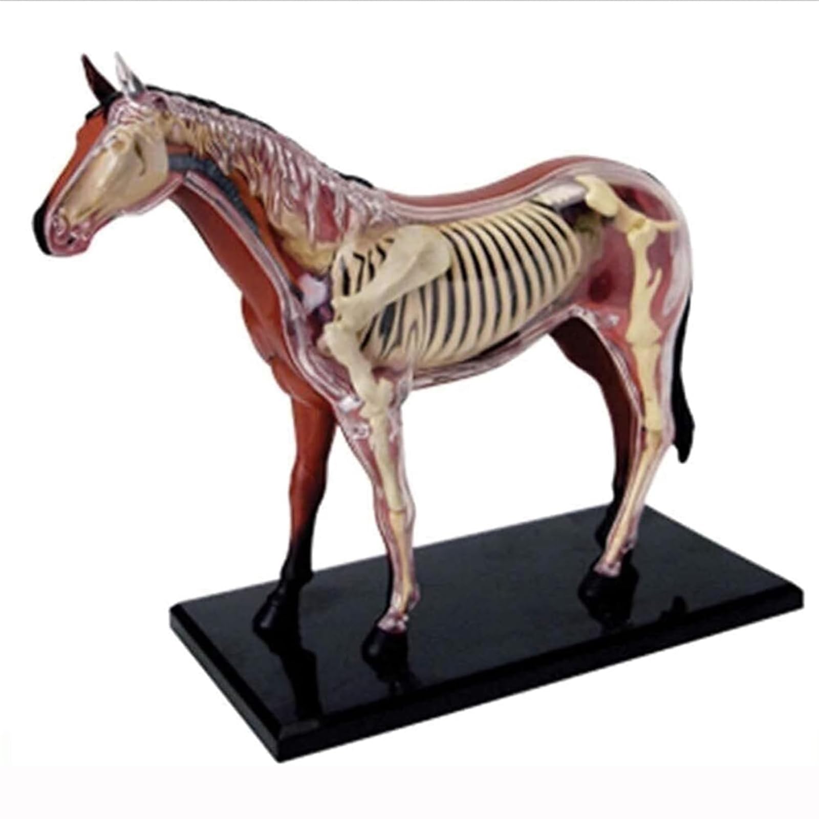 Caballo Órgano Anatomía Enseñanza Modelo Modelo Animal Caballo Anatomía Modelo 4D Visual Órganos Desmontables para Pet Clínica Veterinaria Formación Enseñanza