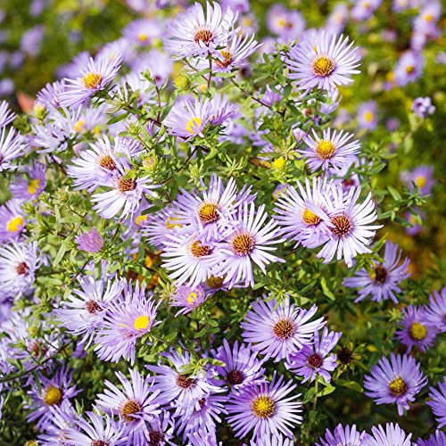 New York Aster Seeds Aster Novi-Belgii, Michaelmas Daisy Perennial Easy To Grow Long-Lived Attracts Butterflies Fast-Growing Drought Tolerant 100Pcs Flower Seeds By Yegaol Garden #TOP3