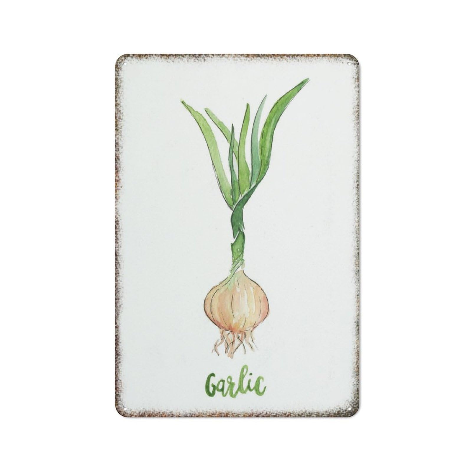 Garlic Herb Spice Watercolor Botanical Print Humorous Style Farmhouse Warehouse Barn Metal Wall Plaque 8x12 Inch