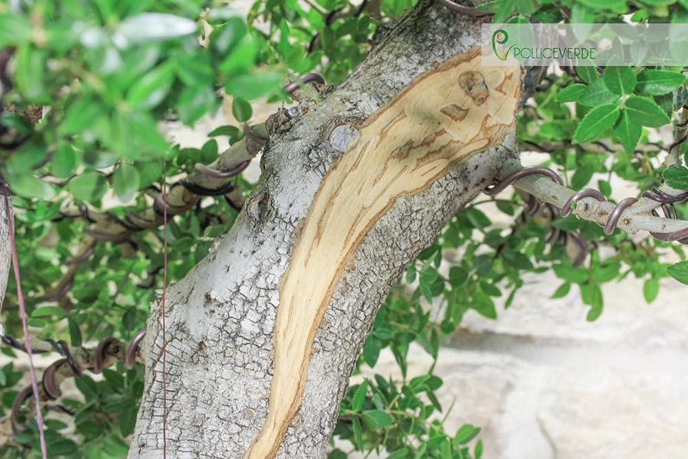 Bonsai Yamadori di Phyllirea (3)