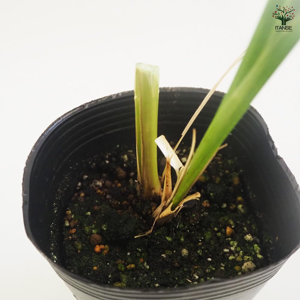 Amazon.co.jp: ITANSE ベチバー 9cmポット 1個売り【品種で