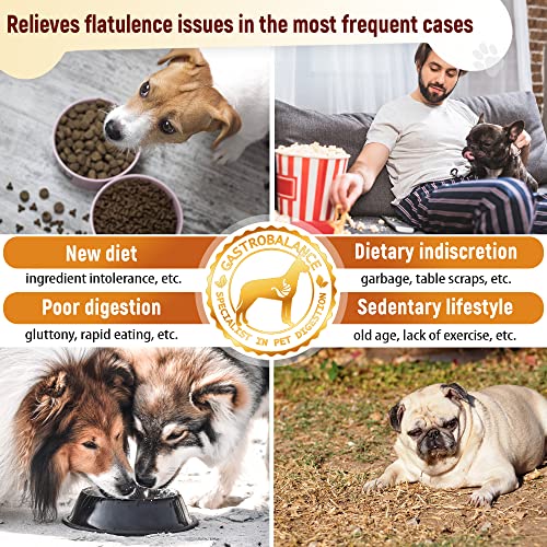 GastroBalance Hund blähungen – 60 weichen kausnacks gegen blähungen Hund 100% natürliche wirkstoffe (Bacon-Geschmack)