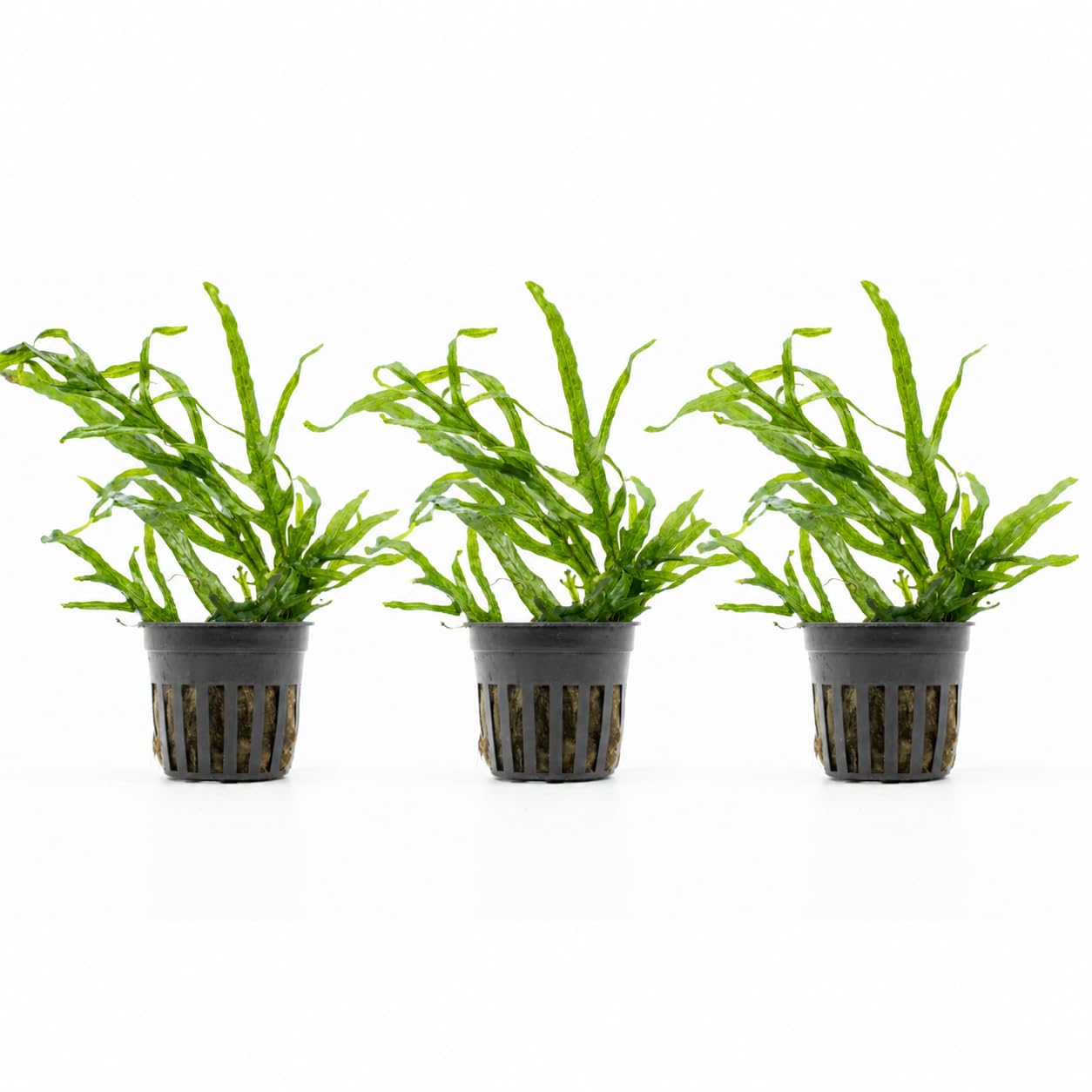 AquaBreedingSkill Set de 3 Microsorium Trident plantes d’aquarium vivante pour eau douce, plante verte décorative pour aquarium, idéale pour poissons et crevettes – avec passeport phyto