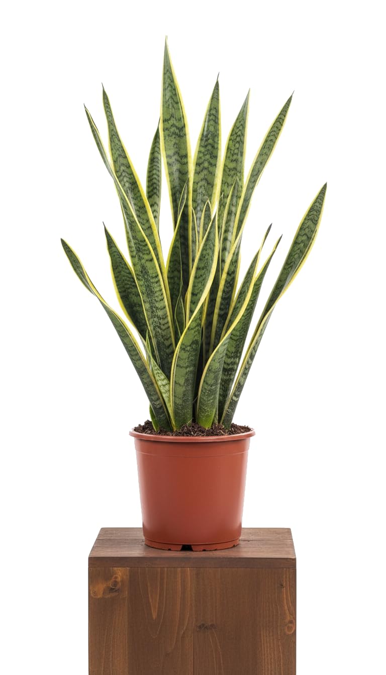 DECOALIVE Espada de San Jorge Sansevieria Trifasciata Laurentii 17 cm en Tiesto Planta Natural de Interior con Altura 50-55 cm