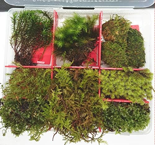 Amazon コスパ最強 天然苔8種類 ミズゴケ 小石付き 初心者も経験者 沢山入ってすぐに始められます コケリウム テラリウムキット 翌日 翌々日発送 栽培キット オンライン通販