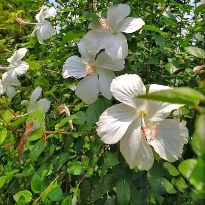 Image of Rare Live Hibiscus Gudhal (गुडहल) Flower Plant, Live Garden Plant Nursery Outdoor Living, Hibiscus rosa-sinensis Flower Plant, Lucky Plant For Home