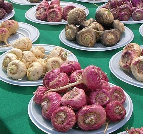 Maca Seeds(MIX)Peruvian Ginseng, 200 Seeds, Peruvian Superfood,Red,Black,Yellow.