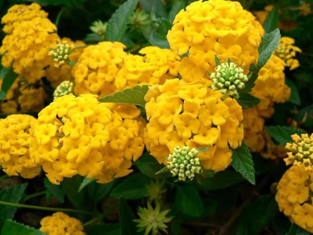 Ourplant Rare Lantana Live Plants Yellow Color Lantana Camara 1 Healthy Live Plant-image-25