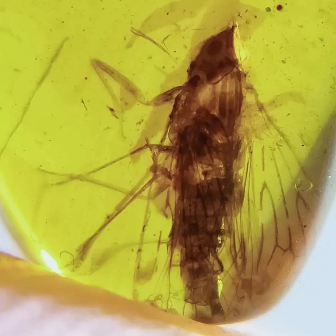 Burmese burmite Cretaceous Beautiful Wax cicada Insect Fossil Amber Myanmar