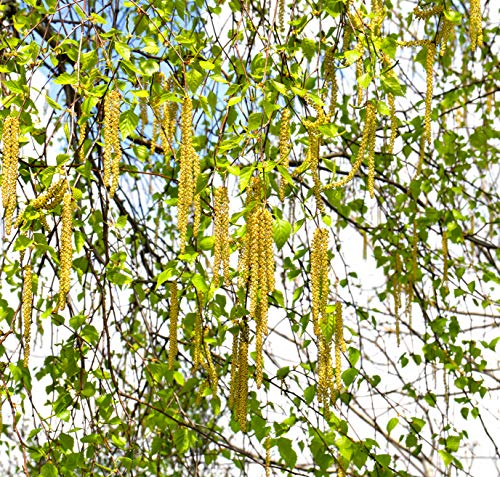Hängebirke / Sandbirke / Betula pendula / 10 Samen / ideal als Bonsai - Image 4