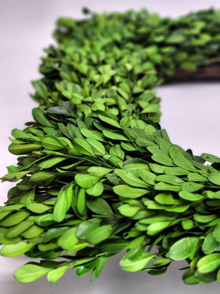 Tradingsmith Preserved Boxwood Square Wreath - 17