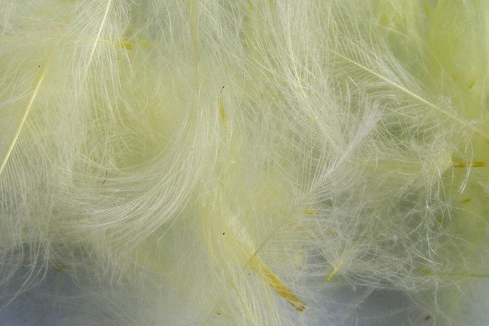 Caccia Per Trote Set Di 3 Mosche Da Pesca A Mosca - Navetta Gufo Giallo Barbless, Taglia A Scelta, CDC Mosche Per Pesca In Acqua Dolce - Foto 13