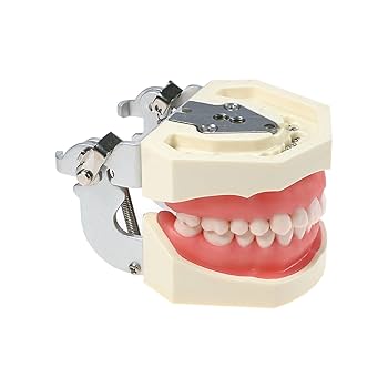 【裁断済】professional dentistry step 1 71ePhpY96-L._UF1000,1000_QL80_.jpg