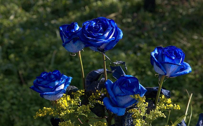 Dark blue rose live plant (Pack of 1) : Amazon.in: Garden & Outdoors