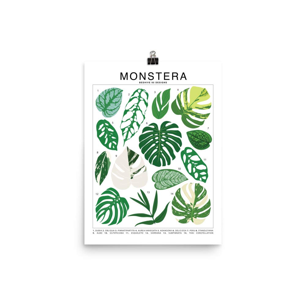Monstera Plant Species Unframed ID Chart Poster : Generic: Amazon.com.mx:  Hogar y Cocina