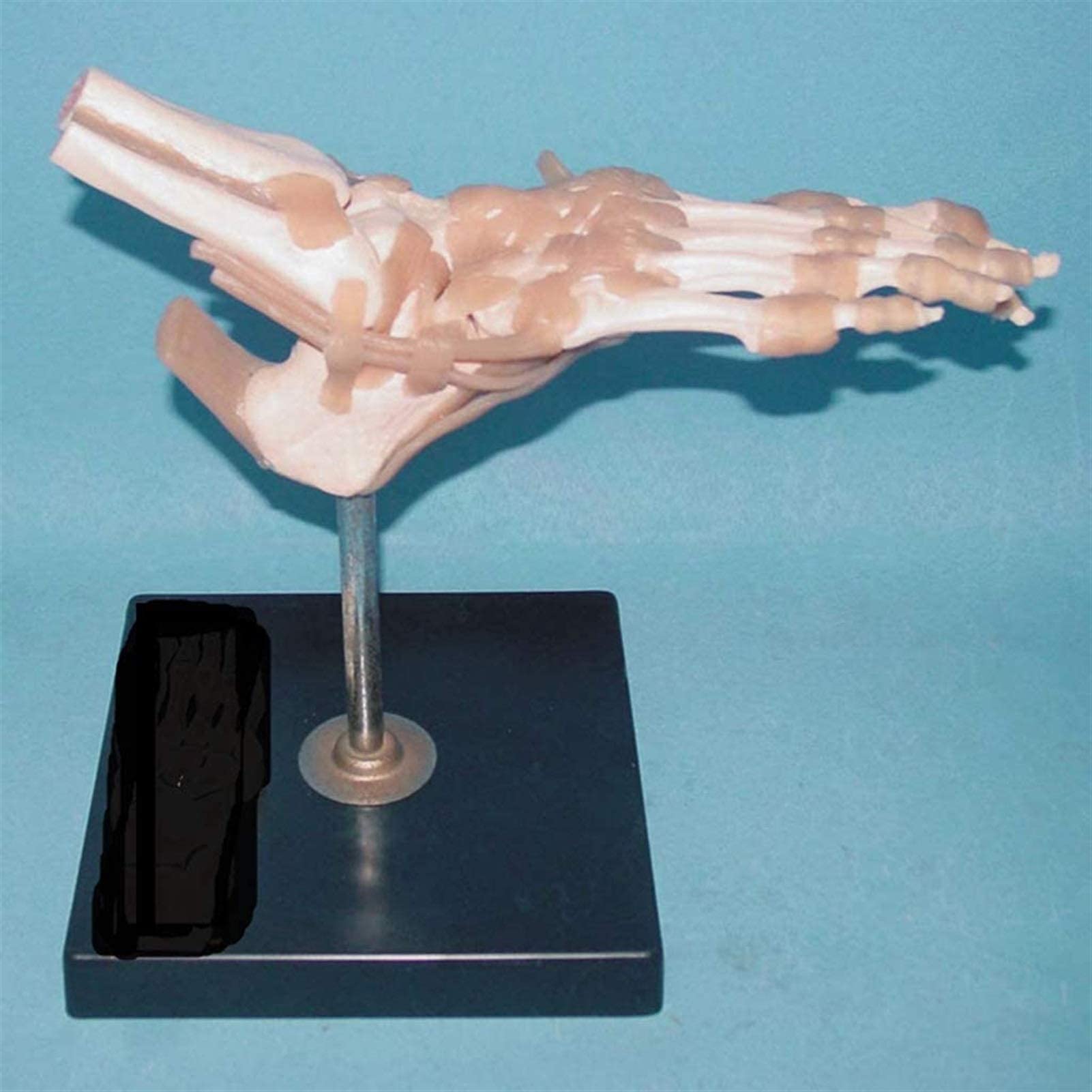 Buy Anatomy Model, Educational Model Human Joint Anatomical Model Foot
