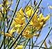 Spartium junceum (Spanish Broom) Tree Seed, Linear Shape Green Leaf, Pea Shape Bright Yellow Flowers, You Choose The Quantity (1 Pack)