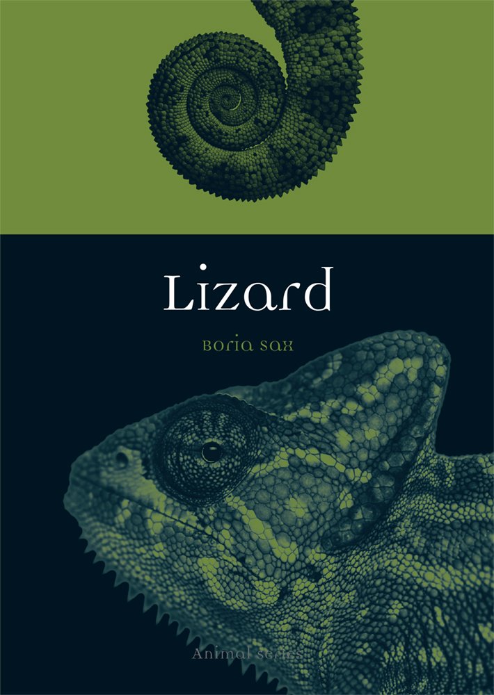 Lizard (Animal)