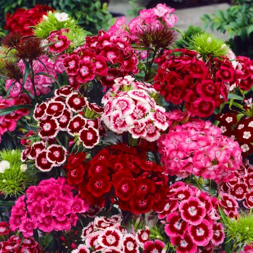 Mixrug 5000+ Sweet William Seeds Perennial for Planting-Dianthus Seeds Sweetness Flower Non-GMO Heirloom for Outdoor Garden Hardy to USDA Zones 3-9