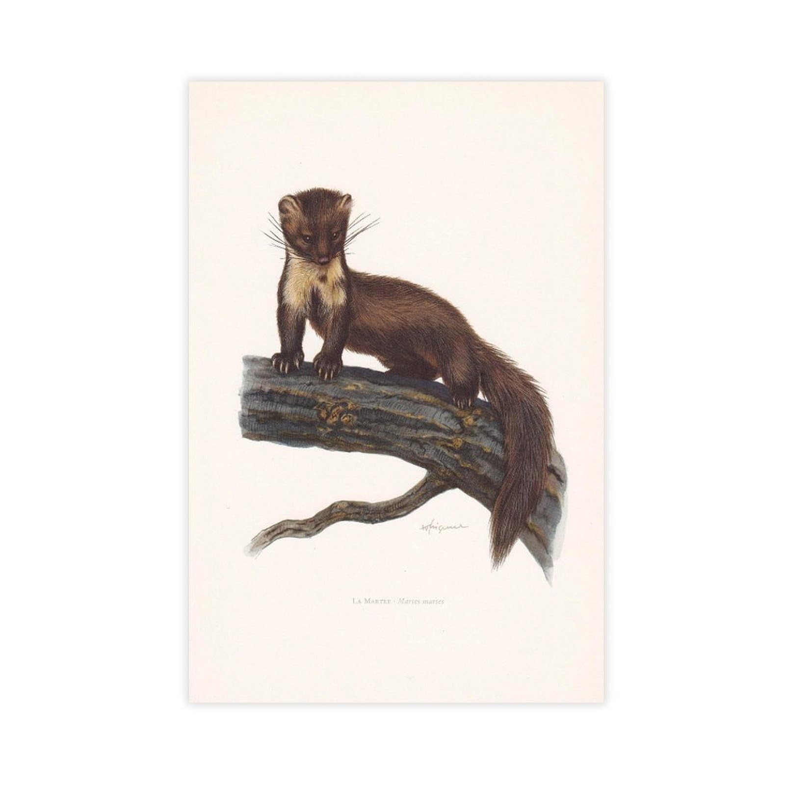 WRTYVE EUROPEAN PINE MARTEN Poster Canvas Poster for Office Decor Gift