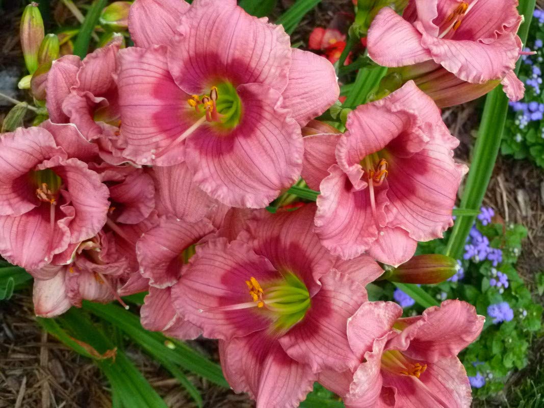 FERNSFLY® IMP. Daylily | Hemerocallis | Daylilies | Day Lily Excellent Quality Flower Bulbs Aromatic Flower Plant Home Outdoor Gardening Plants Flowering Bulbs (Pack Of 1 Rose Katherine)