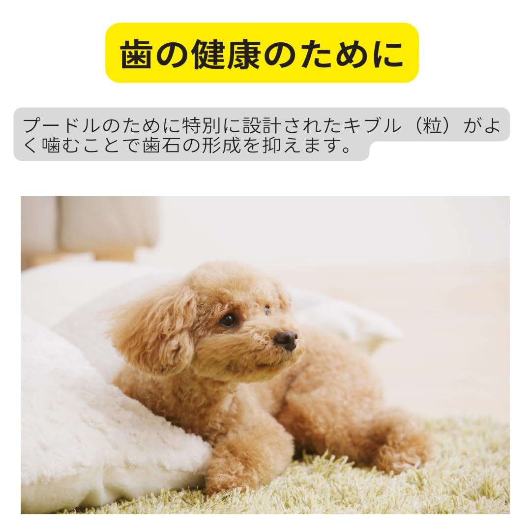 Amazon.co.jp: ロイヤルカナン プードル（生後10ヵ月以上）成犬