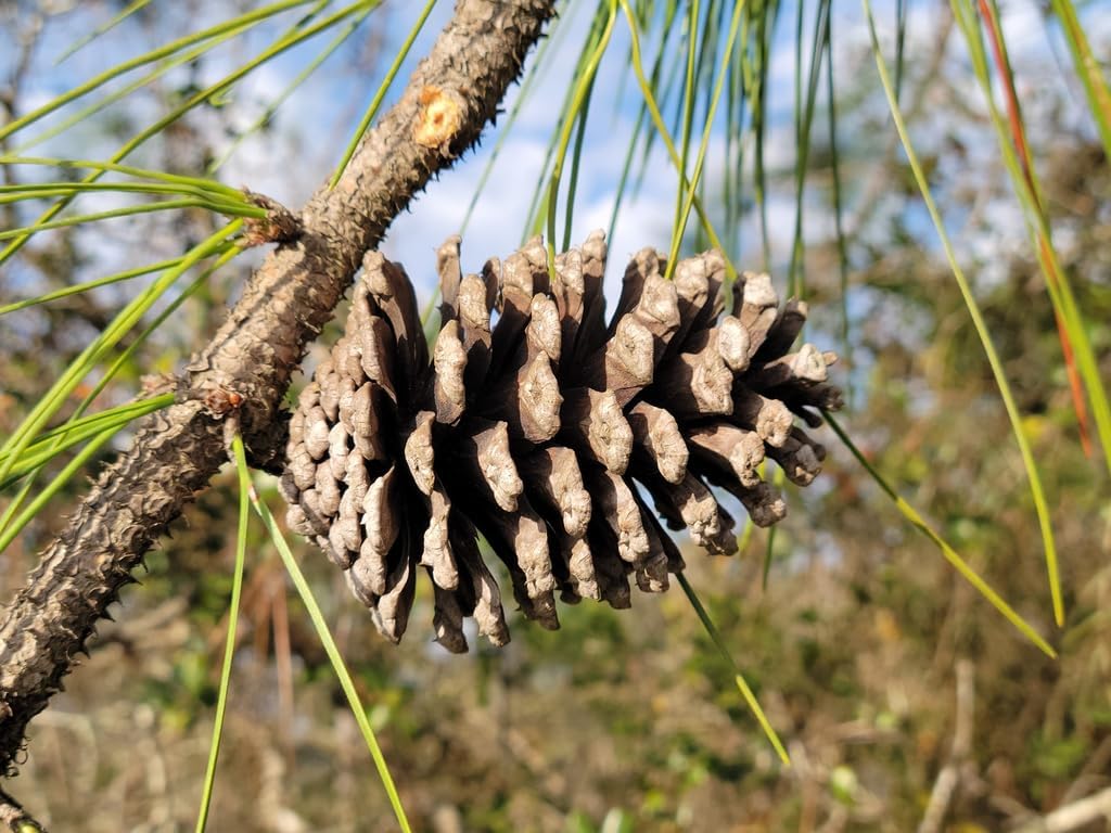 Slash Pine Tree | Premium Seeds | Pinus elliottii | Plants'® (Premium Seeds, 500)