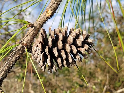 Miniatura 9 de Slash Pine Tree  Semillas Premium  Pinus elliottii  Plants' (Premium Seeds, 30)