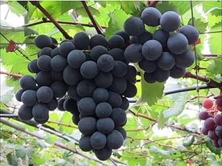 Kyoho Grape Plant 8 to 16 Inch Tall, Grape Vines Live Plants Grape Vine Plant Grapevine Plant for Planting