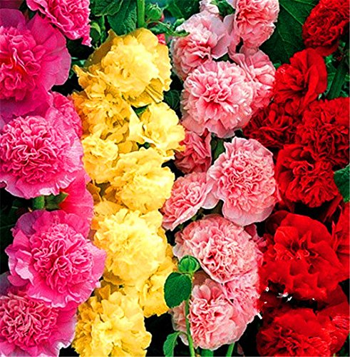 Creative Farmer Flower Seeds : Hollyhock Malva Garden Seeds Of Flowers For Summer - Garden Flower Seeds Pack (B074RHWKLN) Amazon Price History, Amazon Price Tracker