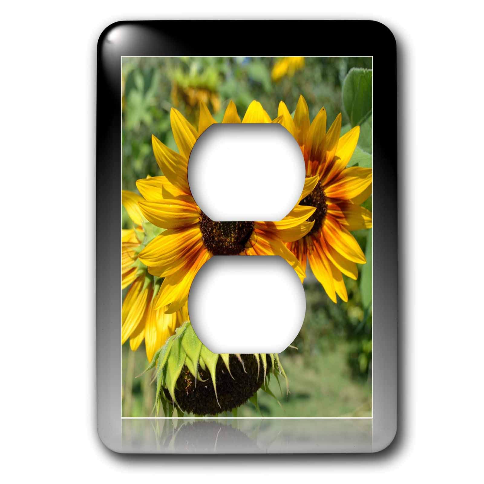 Tournesols rouges et jaunes photographie fleurs pour mur vide et sombre