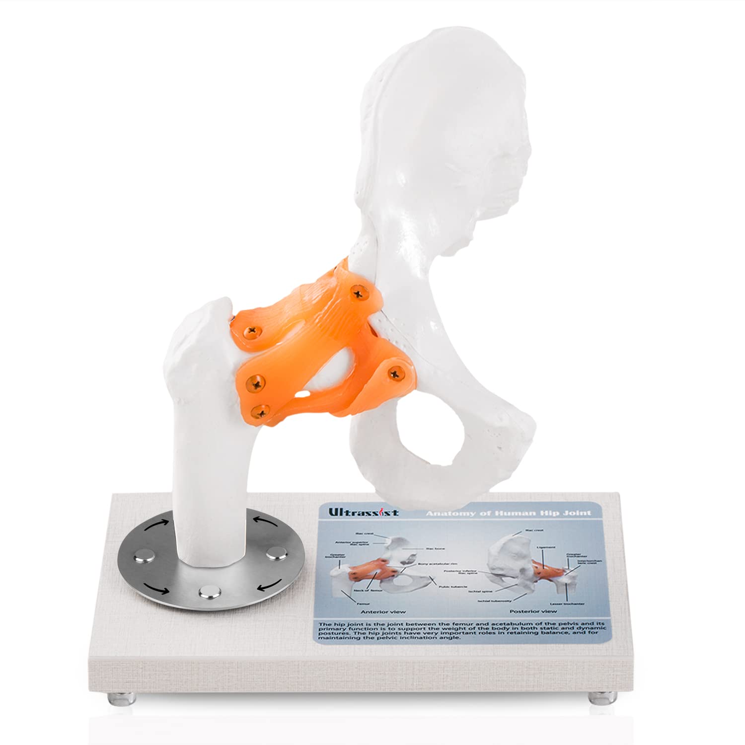 Human Hip Joint Model, Flexible 1:1 Anatomical Model Life Size with Ligaments 360deg Rotatable Wooden Display Base, Anatomy Diagram for Classroom Education & Medical Training