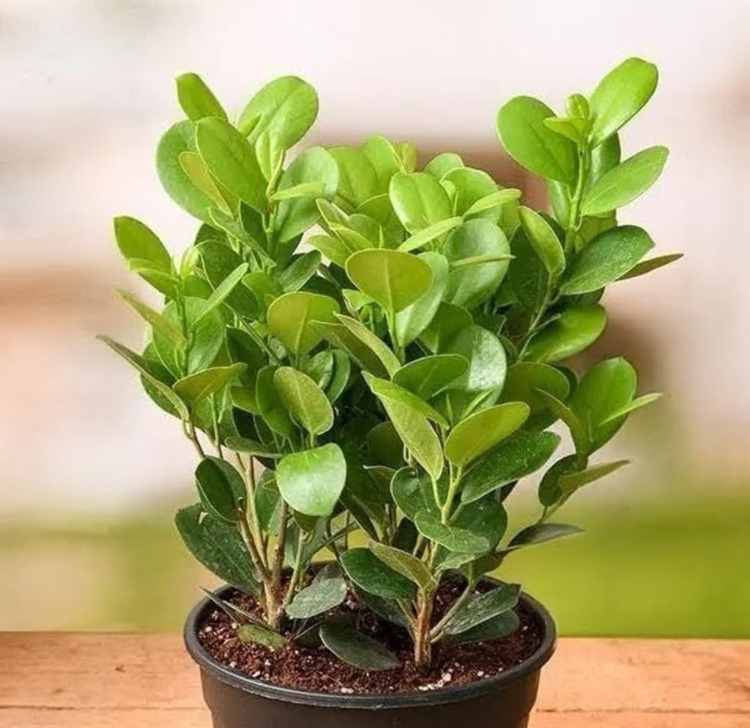 Live Ficus Microcarpa Plant I With Growbag-image-42