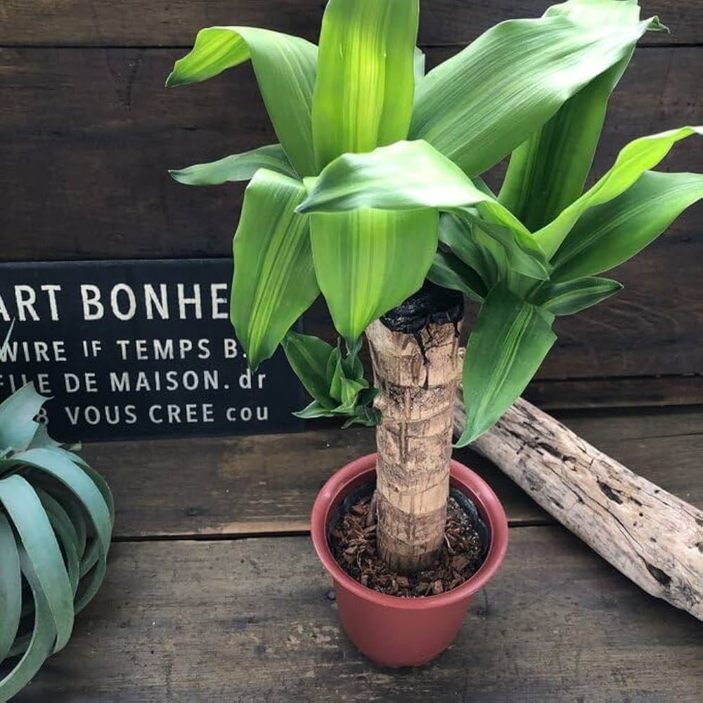 Amazon｜ドラセナ マッサンゲアナ 幸福の木 観葉植物 立派でな幹
